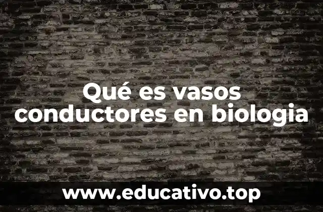 El papel esencial de los canales de transporte en las plantas