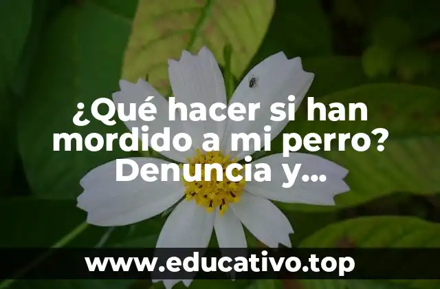 ¿Qué hacer si han mordido a mi perro? Denuncia y responsabilidades