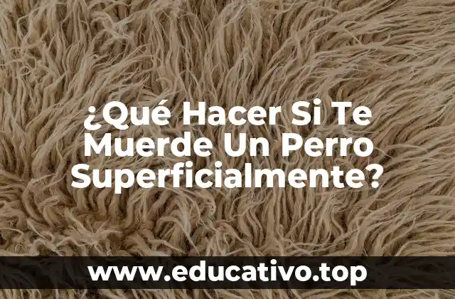 ¿Qué Hacer Si Te Muerde Un Perro Superficialmente?