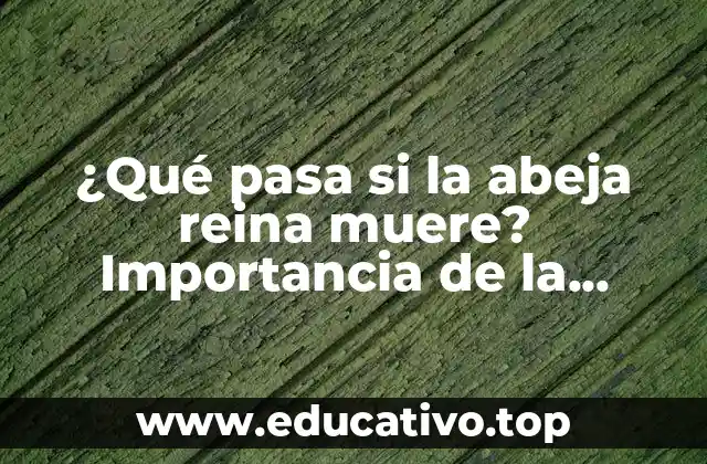 ¿Qué pasa si la abeja reina muere? Importancia de la supervivencia de la reina en la colonia