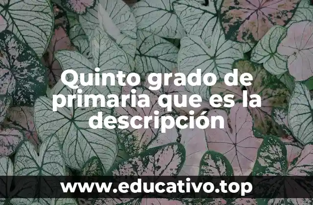 Quinto grado de primaria que es la descripción