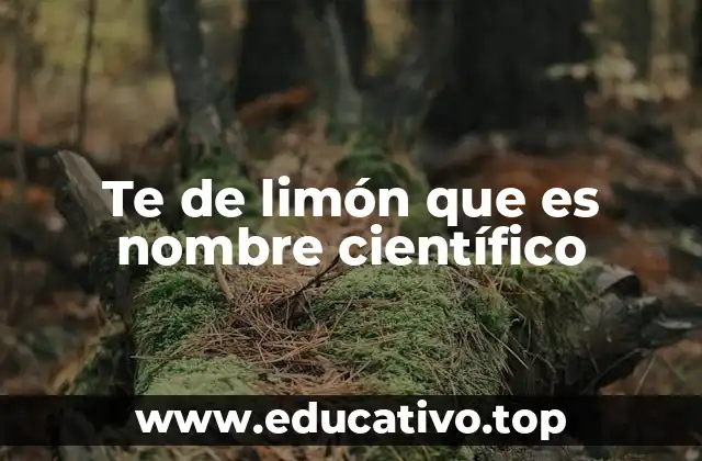 Origen y distribución del té de limón