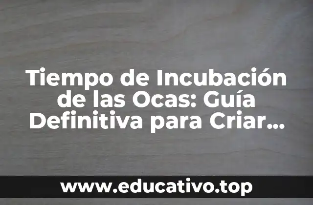 Tiempo de Incubación de las Ocas: Guía Definitiva para Criar Ocas Saludables