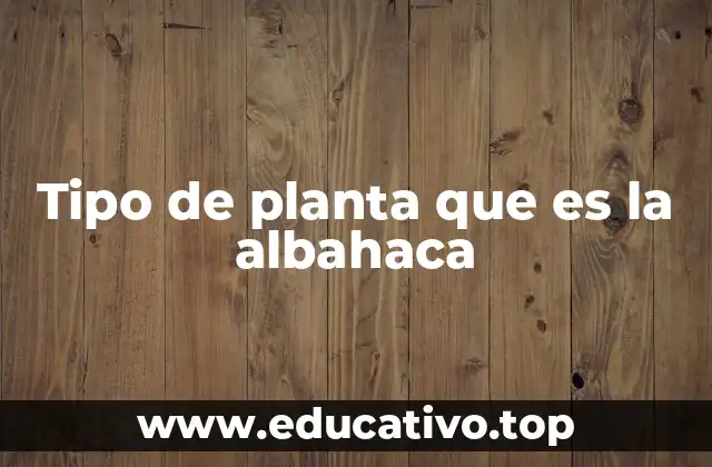 Tipo de planta que es la albahaca