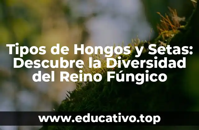 Tipos de Hongos y Setas: Descubre la Diversidad del Reino Fúngico