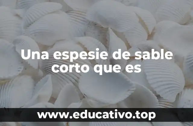 Características y diferencias con otras armas de filo