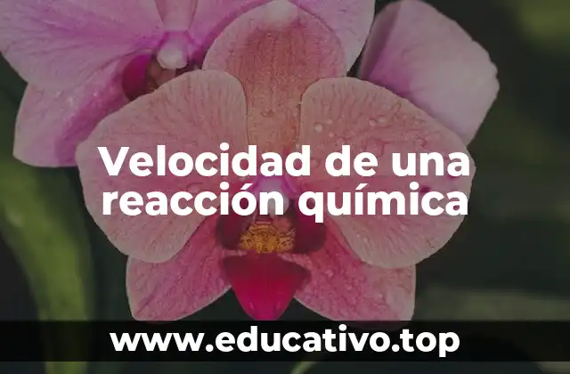 Velocidad de una reacción química