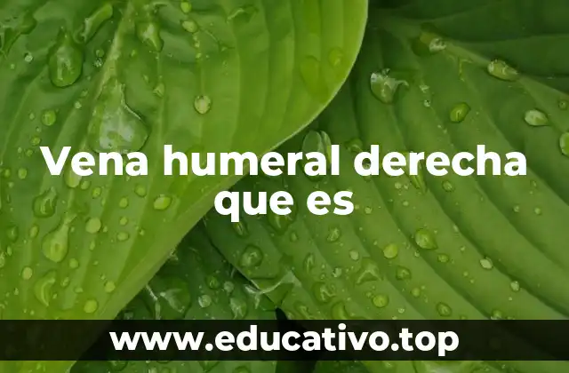 Vena humeral derecha que es