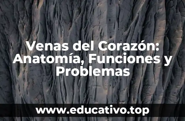 Anatomía de las Venas del Corazón